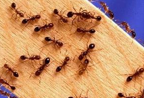 Menghilangkan semut dalam rumah