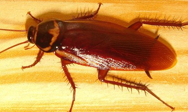 Cara mengusir kecoak dari rumah